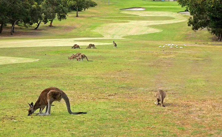 14 Top Attractions & Things to Do on the Great Ocean Road