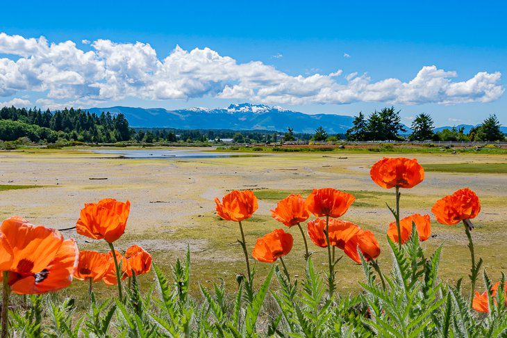 14 Top-Rated Attractions & Things to Do in Parksville, BC