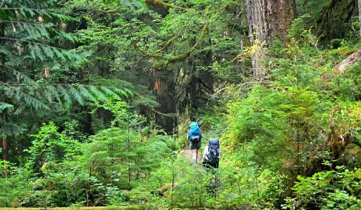 14 Top-Rated Hiking Trails in Olympic National Park