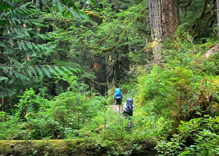 14 Top-Rated Hiking Trails in Olympic National Park