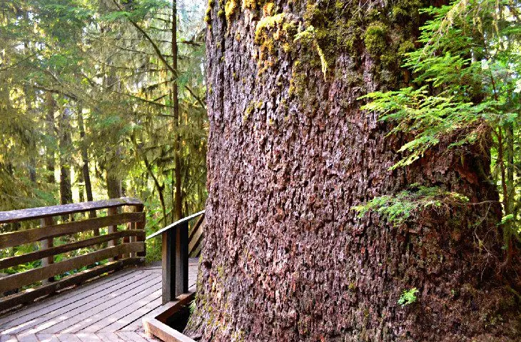 14 Top-Rated Hiking Trails in Olympic National Park