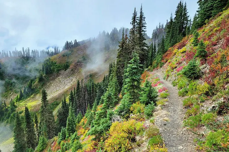 14 Top-Rated Hiking Trails in Olympic National Park