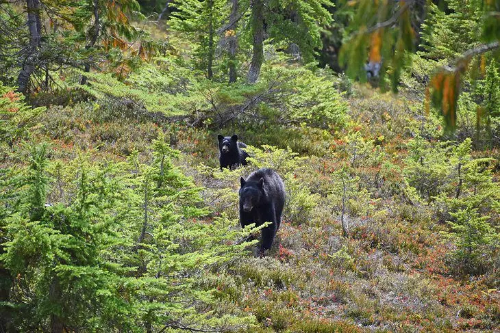 14 Top-Rated Hiking Trails in Olympic National Park