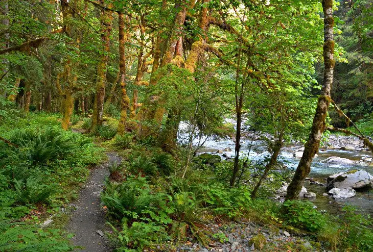 14 Top-Rated Hiking Trails in Olympic National Park