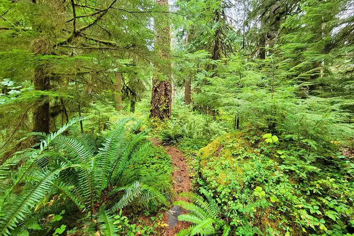 14 Top-Rated Hiking Trails in Olympic National Park