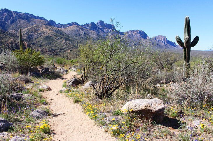 14 Top-Rated Hiking Trails in Tucson