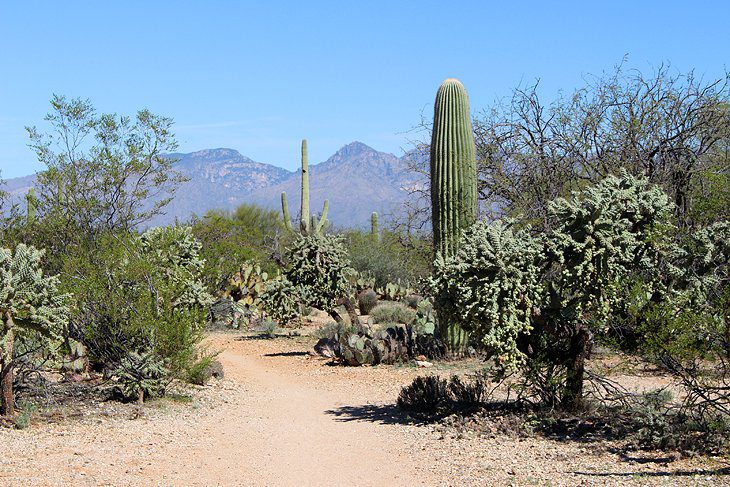 14 Top-Rated Hiking Trails in Tucson