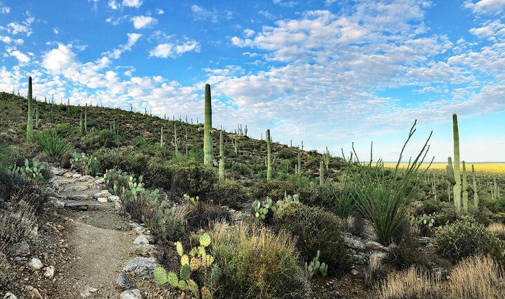 14 Top-Rated Hiking Trails in Tucson