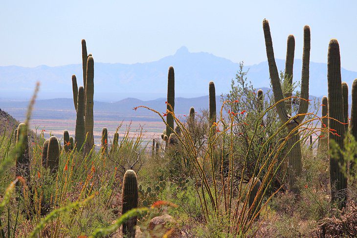 14 Top-Rated Hiking Trails in Tucson