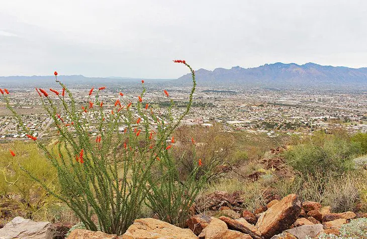 14 Top-Rated Hiking Trails in Tucson