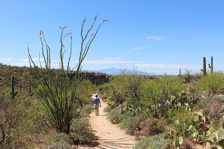 14 Top-Rated Hiking Trails in Tucson