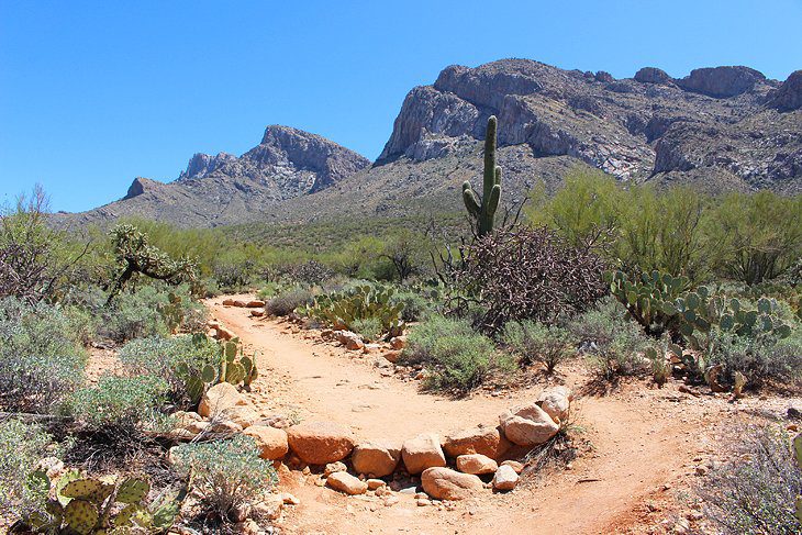 14 Top-Rated Hiking Trails in Tucson