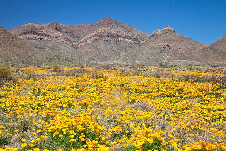 14 Top-Rated Things to Do in El Paso, TX