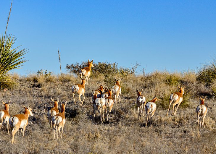 14 Top-Rated Things to Do in Marfa, TX