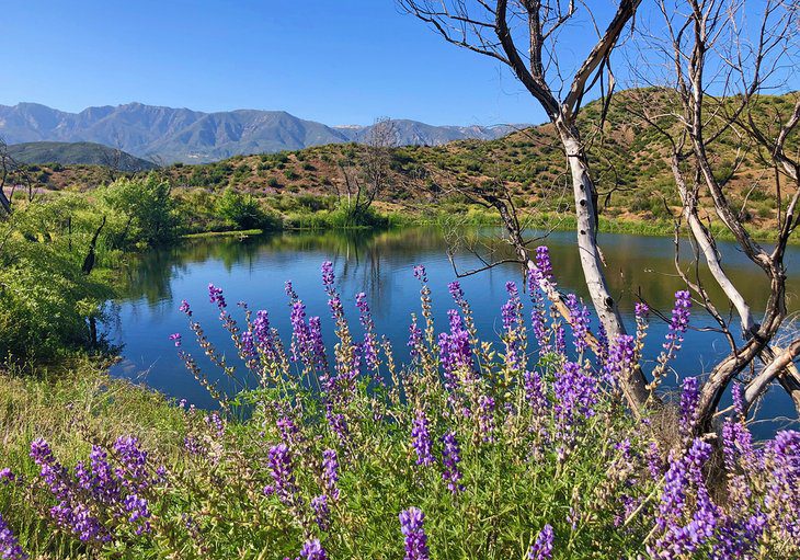 14 Top-Rated Things to Do in Ojai, CA