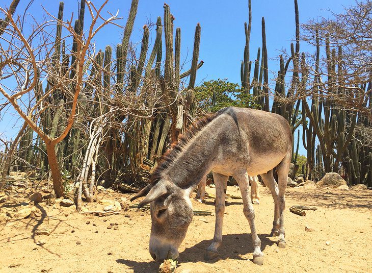 14 Top-Rated Tourist Attractions in Aruba