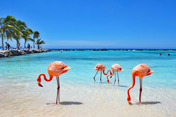 14 Top-Rated Tourist Attractions in Aruba