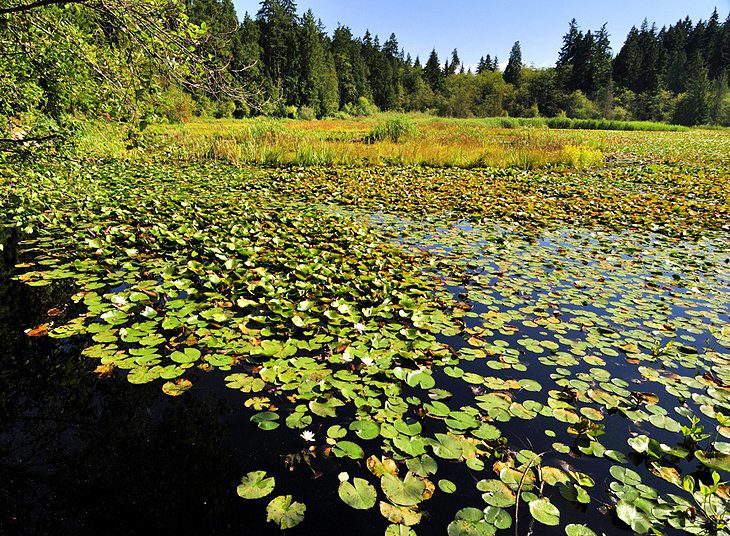 14 Top-Rated Tourist Attractions in Stanley Park