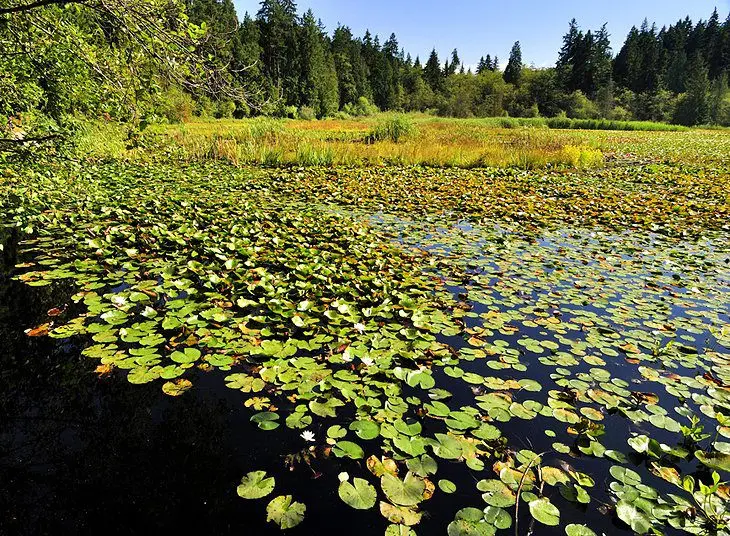 14 Top-Rated Tourist Attractions in Stanley Park