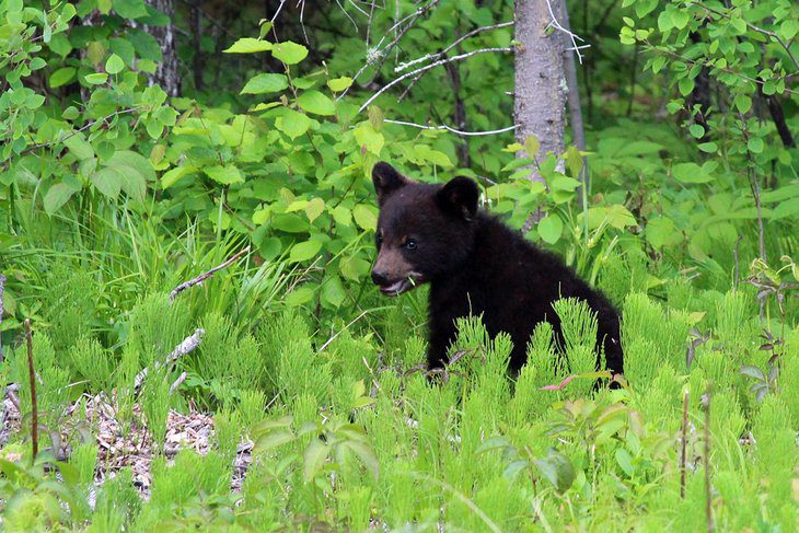 15 Best Parks in Manitoba