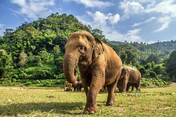 15 Top-Rated Attractions & Things to Do in Chiang Mai