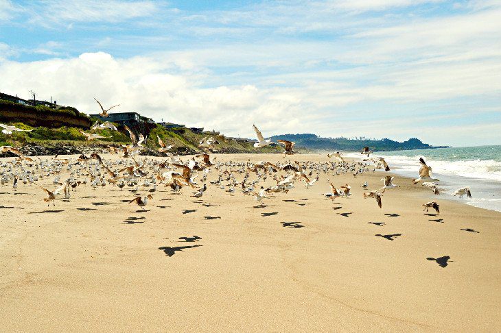 15 Top-Rated Beaches on the Oregon Coast