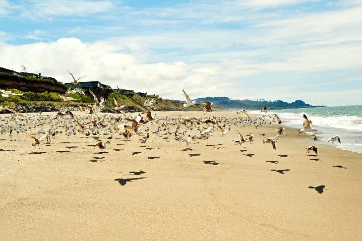 15 Top-Rated Beaches on the Oregon Coast