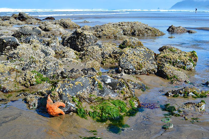 15 Top-Rated Beaches on the Oregon Coast