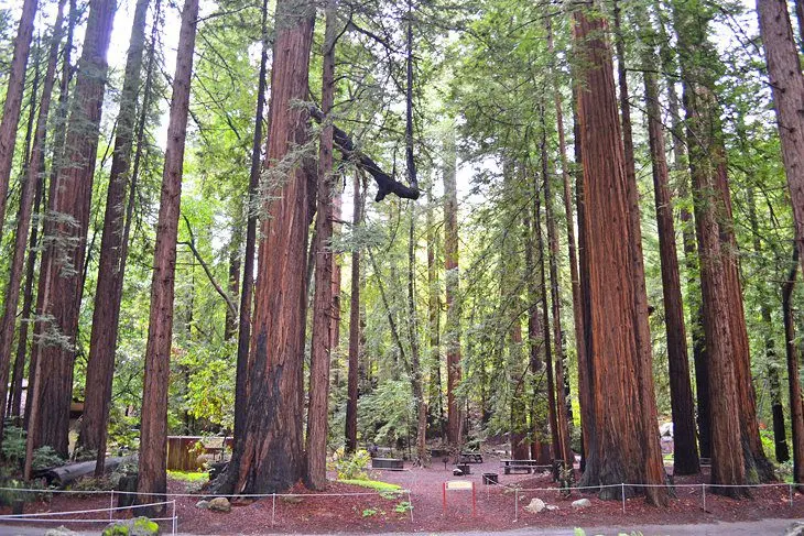 15 Top-Rated Campgrounds near Big Sur & Pfeiffer Big Sur State Park, CA