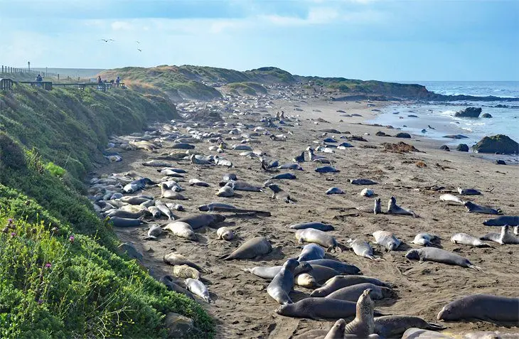 15 Top-Rated Campgrounds near Big Sur & Pfeiffer Big Sur State Park, CA