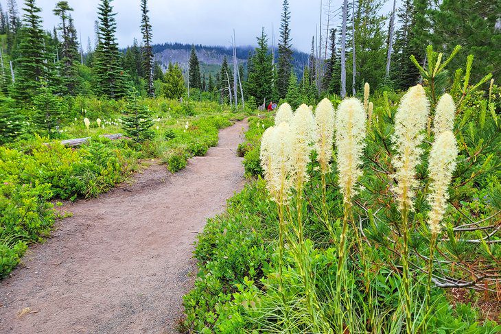 15 Top-Rated Hikes in Mount Rainier National Park, WA