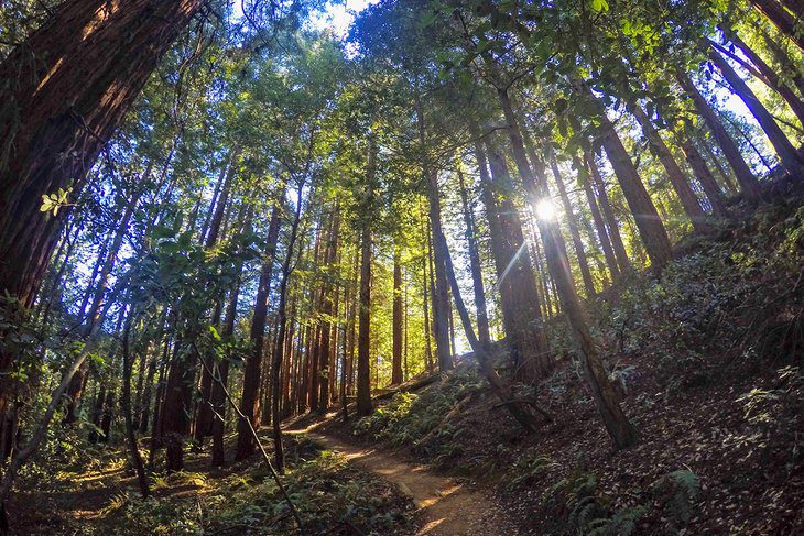 15 Top-Rated Hiking Trails near San Francisco, CA