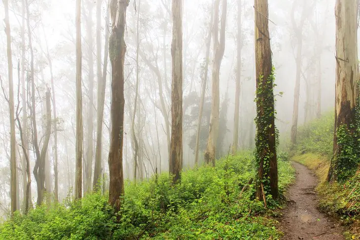 15 Top-Rated Hiking Trails near San Francisco, CA