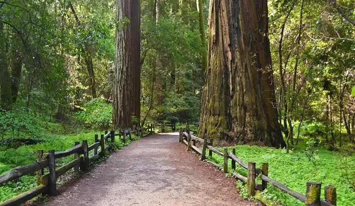 15 Top-Rated Hiking Trails near Santa Cruz, CA