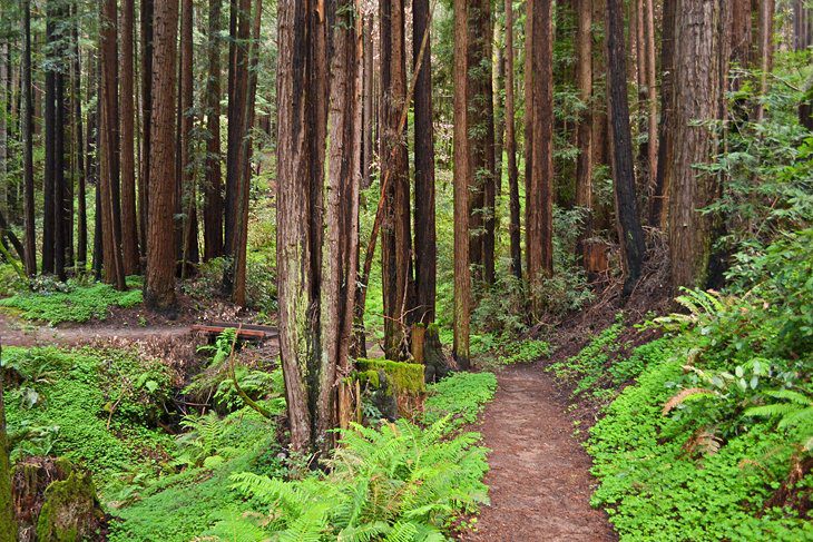 15 Top-Rated Hiking Trails near Santa Cruz, CA