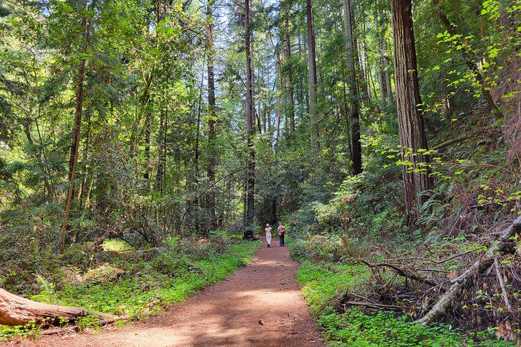 15 Top-Rated Hiking Trails near Santa Cruz, CA