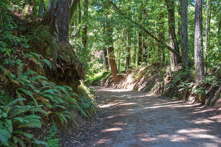 15 Top-Rated Hiking Trails near Santa Cruz, CA