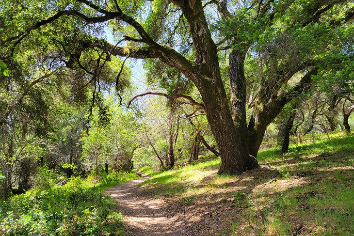 15 Top-Rated Hiking Trails near Santa Cruz, CA