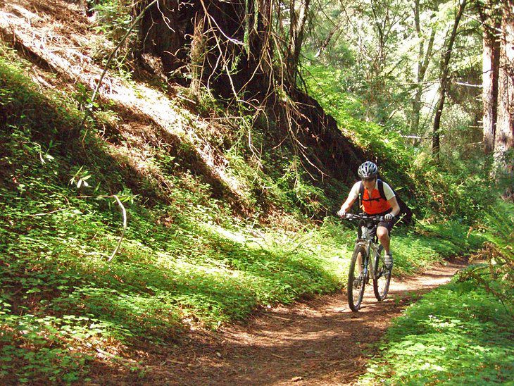 15 Top-Rated Hiking Trails near Santa Cruz, CA