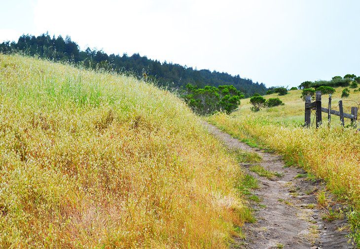 15 Top-Rated Hiking Trails near Santa Cruz, CA