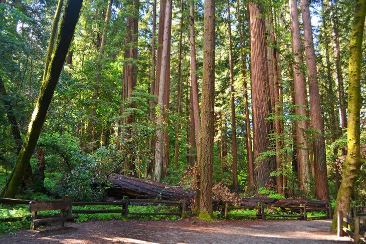 15 Top-Rated Hiking Trails near Santa Cruz, CA