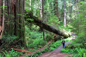 15 Top-Rated Hiking Trails near Santa Cruz, CA