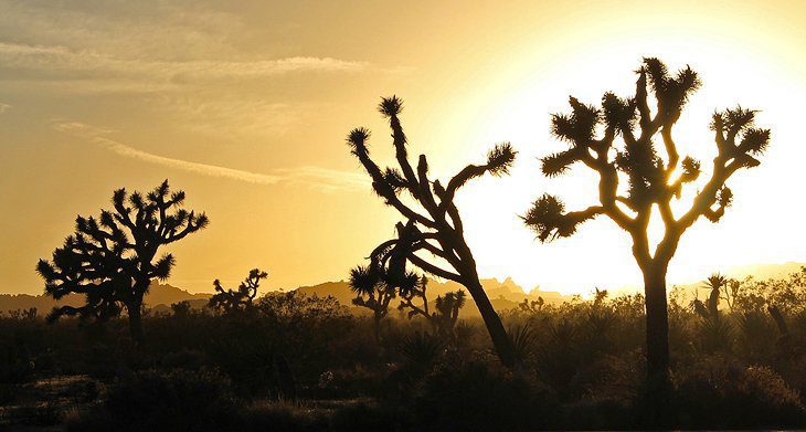 15 Top-Rated Things to Do in Joshua Tree National Park