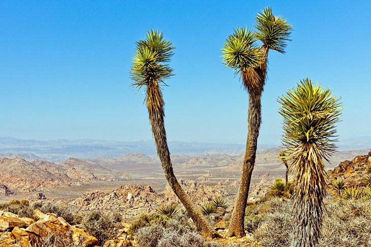 15 Top-Rated Things to Do in Joshua Tree National Park