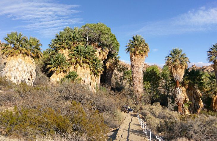 15 Top-Rated Things to Do in Joshua Tree National Park