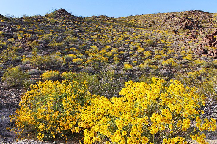 15 Top-Rated Things to Do in Joshua Tree National Park