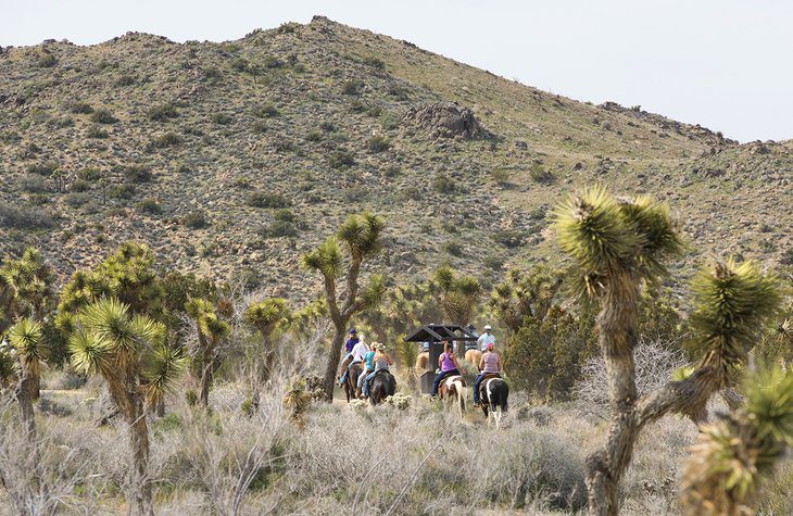 15 Top-Rated Things to Do in Joshua Tree National Park