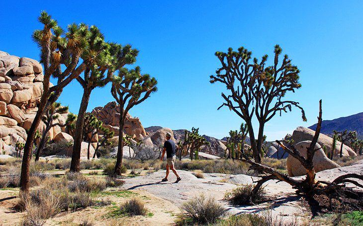 15 Top-Rated Things to Do in Joshua Tree National Park