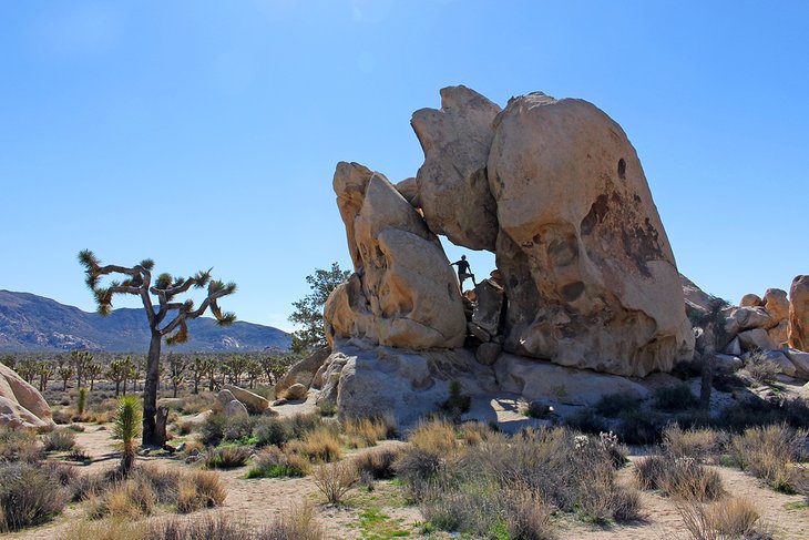 15 Top-Rated Things to Do in Joshua Tree National Park