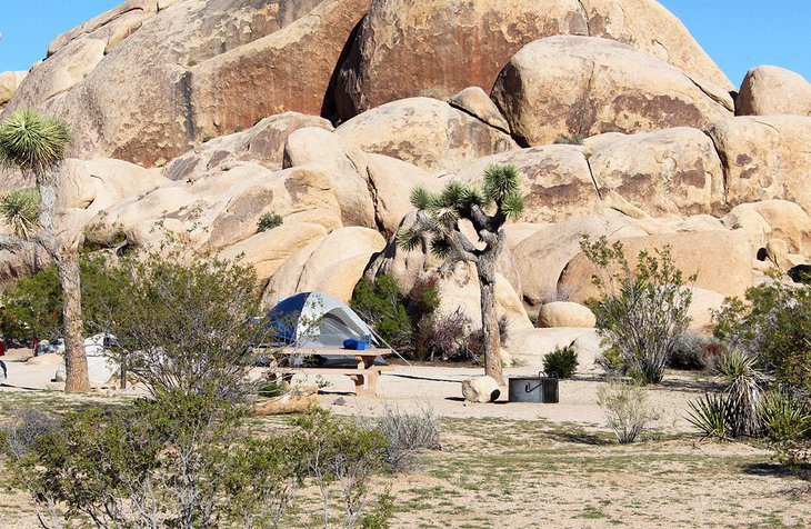 15 Top-Rated Things to Do in Joshua Tree National Park